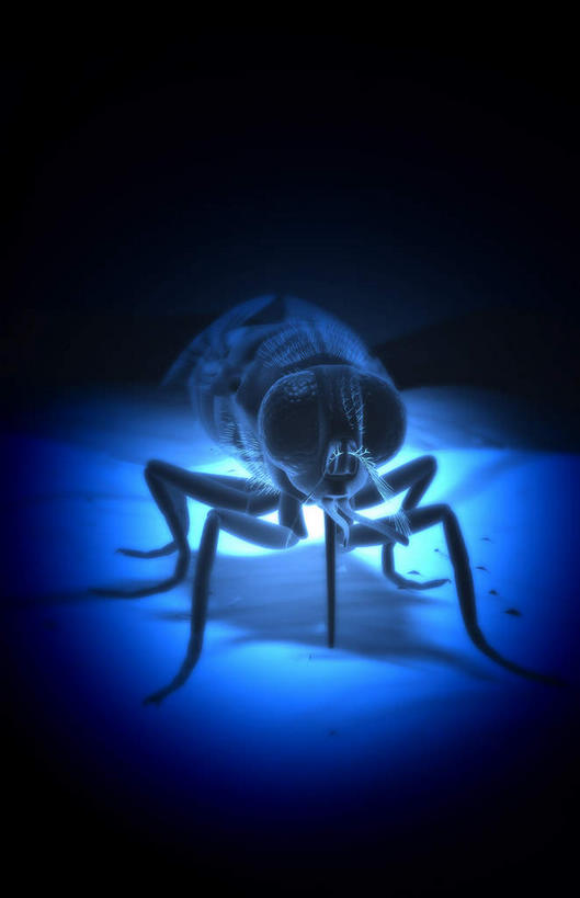 无人,竖图,室内,白天,正面,苍蝇,阴影,发光,光束,光线,细菌,昆虫,影子,灯光,光亮,一只,蓝色,动物,疾病,发亮,病菌,害虫,传染,四害,彩图