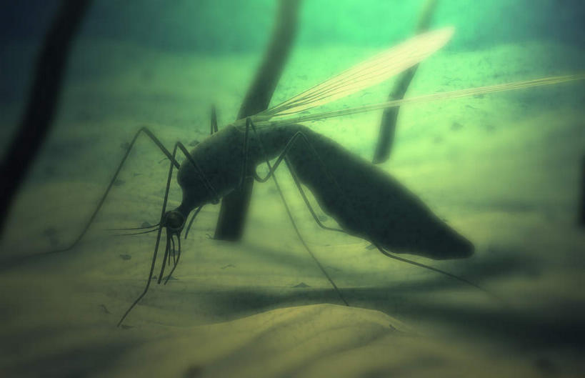 无人,横图,室内,白天,正面,蚊子,咬,阴影,光线,细菌,昆虫,影子,灯光,一只,动物,吸,皮肤,病菌,害虫,传染,四害,毛囊,寻觅蚊,彩图