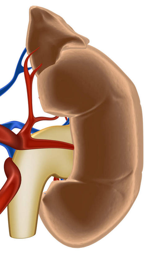 内脏,动脉,静脉,无人,竖图,插画,室内,白天,白色背景,正面,数码,科技,静物,阴影,网络,医学,高光,几何,计算机图形,合成,图画,画,红色,模型,人体,电脑合成图,数码合成图,生物学,人体器官,器官,漫画,生理学,写实,具体,具象,肾上腺,肾动脉,肾静脉,肾,彩图