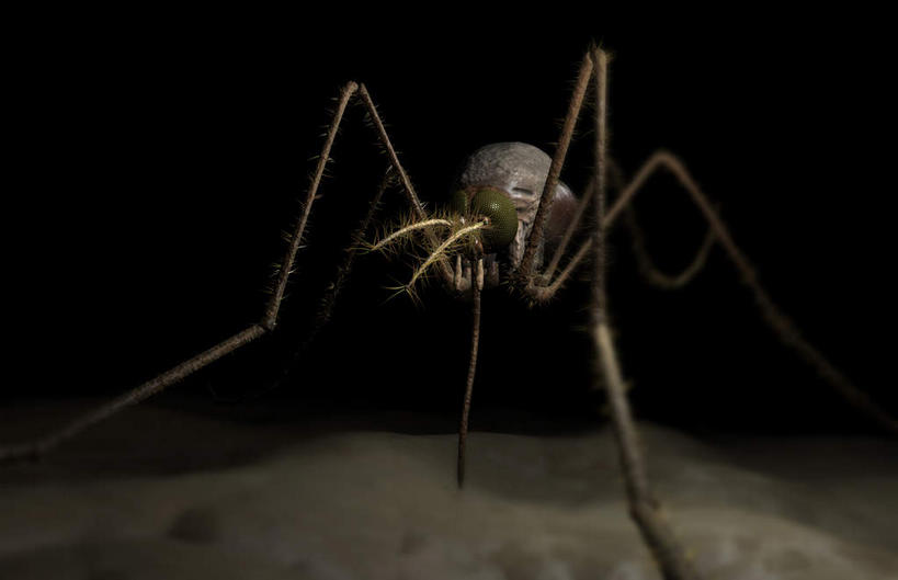 无人,横图,插画,室内,白天,正面,数码,科技,蚊子,阴影,黑色背景,网络,细菌,昆虫,高光,几何,计算机图形,合成,图画,画,一只,动物,电脑合成图,数码合成图,漫画,病菌,写实,具体,具象,害虫,传染,四害,寻觅蚊,彩图