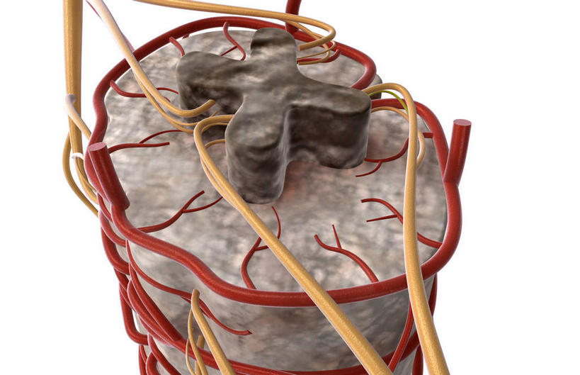 无人,横图,插画,室内,特写,白天,白色背景,正面,数码,科技,静物,阴影,网络,医学,细胞,高光,几何,计算机图形,合成,图画,画,人体,电脑合成图,数码合成图,生物学,漫画,生理学,写实,具体,具象,背侧神经根,腹侧神经根,彩图,神经系统