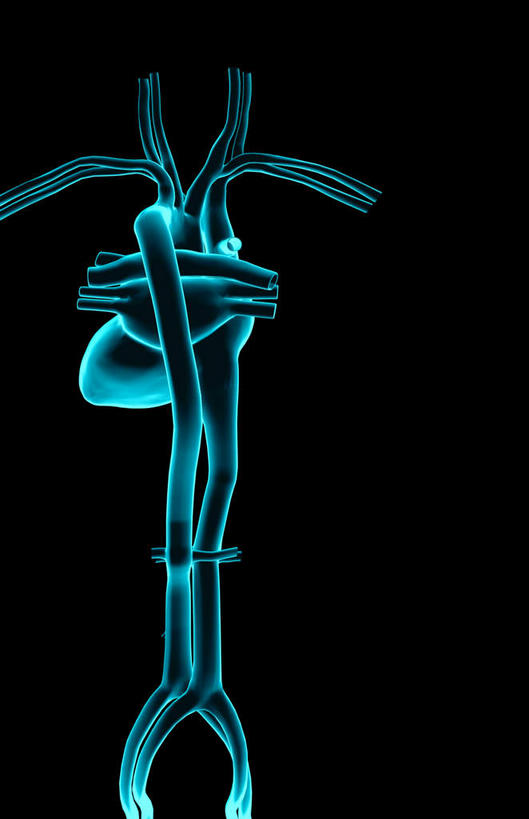 内脏,肺,心脏,动脉,静脉,无人,竖图,室内,白天,正面,静物,黑色背景,发光,医学,英文,标志,文字,字符,字母,标识,紫色,模型,解说,人体,说明,英文字母,生物学,人体器官,器官,左心房,心血管,心房,心室,生理学,写实,具体,具象,阐明,申明,注解,注明,锁骨下动脉,锁骨下静脉,主动脉,肺动脉,肺静脉,右心房,腔静脉,肺部,肺脏,心,彩图