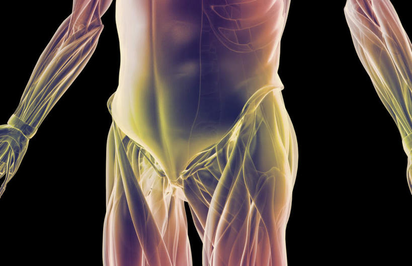 动脉,静脉,骨骼,肌肉,健壮,无人,横图,插画,室内,特写,白天,正面,数码,科技,静物,阴影,黑色背景,网络,医学,骨头,高光,几何,计算机图形,合成,图画,画,模型,健康,活力,力量,人体,青春,电脑合成图,数码合成图,骨架,生物学,强壮,漫画,生理学,写实,具体,具象,耻骨,内收长肌,彩图