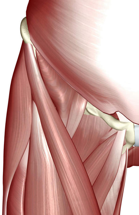 动脉,静脉,骨骼,肌肉,健壮,无人,竖图,插画,室内,特写,白天,白色背景,正面,数码,科技,静物,阴影,网络,医学,骨头,高光,几何,计算机图形,合成,图画,画,模型,健康,活力,力量,人体,青春,电脑合成图,数码合成图,骨架,生物学,强壮,漫画,生理学,写实,具体,具象,耻骨,彩图