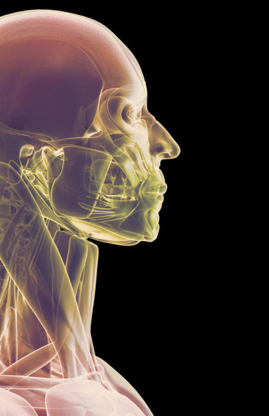 动脉,静脉,骨骼,肌肉,健壮,无人,竖图,插画,室内,特写,白天,正面,数码,科技,静物,阴影,黑色背景,网络,医学,骨头,高光,几何,计算机图形,合成,图画,画,模型,健康,活力,力量,人体,青春,电脑合成图,数码合成图,骨架,生物学,强壮,漫画,生理学,写实,具体,具象,颞肌,咬肌,胸锁乳突肌,彩图