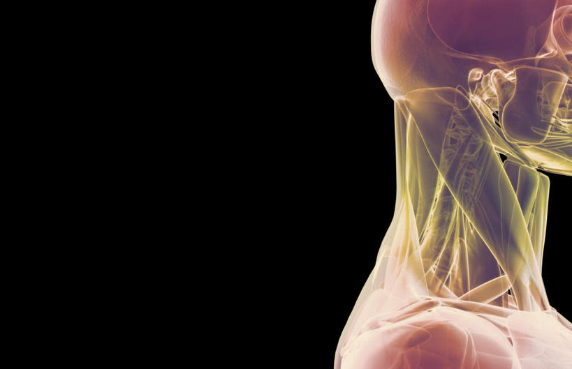 动脉,静脉,骨骼,肌肉,健壮,无人,横图,插画,室内,特写,白天,正面,数码,科技,静物,阴影,黑色背景,网络,医学,骨头,高光,几何,计算机图形,合成,图画,画,模型,健康,活力,力量,人体,青春,电脑合成图,数码合成图,骨架,生物学,强壮,漫画,生理学,写实,具体,具象,颞肌,咬肌,胸锁乳突肌,彩图