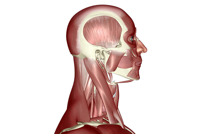 动脉,静脉,骨骼,肌肉,健壮,无人,横图,插画,室内,特写,白天,白色背景,正面,数码,科技,静物,阴影,网络,医学,骨头,高光,几何,计算机图形,合成,图画,画,模型,健康,活力,力量,人体,青春,电脑合成图,数码合成图,骨架,生物学,强壮,漫画,生理学,写实,具体,具象,颞肌,咬肌,彩图