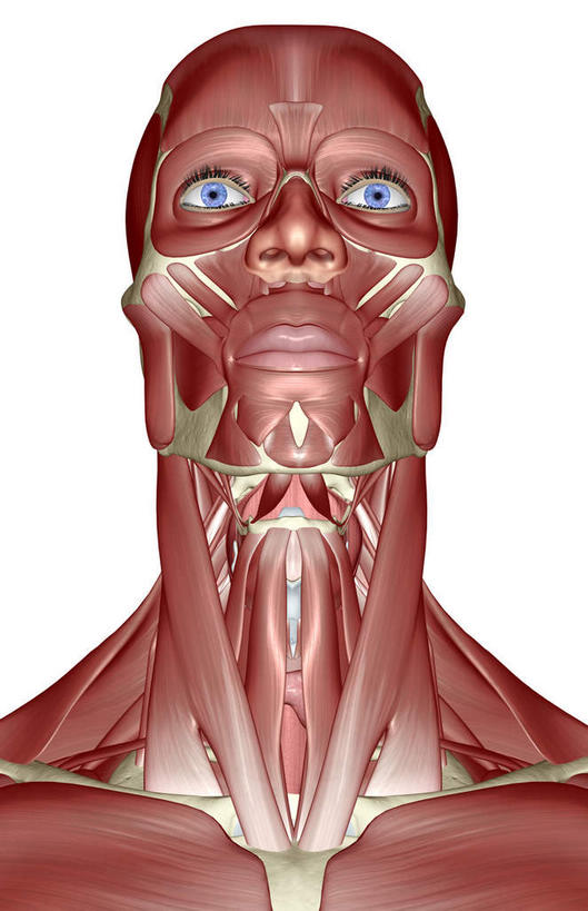 脸,头,脸颊,动脉,静脉,骨骼,肌肉,健壮,无人,竖图,插画,室内,特写,白天,白色背景,正面,数码,科技,静物,阴影,网络,医学,骨头,高光,几何,计算机图形,合成,图画,画,模型,健康,活力,力量,人体,青春,电脑合成图,数码合成图,骨架,生物学,强壮,漫画,生理学,写实,具体,具象,颧骨,口轮匝肌,头部,脸部,脸蛋,面部,彩图