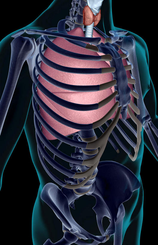 动脉,静脉,骨骼,无人,竖图,插画,x光片,室内,特写,白天,正面,数码,科技,静物,阴影,黑色背景,辐射,科学,网络,医学,骨头,高光,几何,计算机图形,合成,图画,画,紫色,模型,人体,电脑合成图,数码合成图,骨架,医疗,生物学,科学技术,x射线,x光,漫画,生理学,写实,具体,具象,喉,呼吸系统,彩图,电磁波,电磁辐射