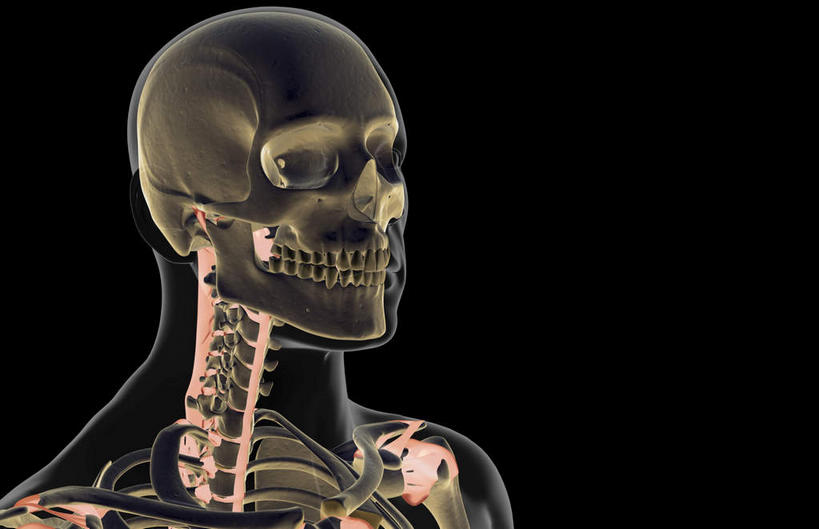 脸,头,脸颊,脖子,动脉,静脉,骨骼,无人,横图,插画,x光片,室内,特写,白天,正面,数码,科技,静物,阴影,黑色背景,辐射,科学,网络,医学,骨头,高光,几何,计算机图形,合成,图画,画,白色,模型,人体,皮肤,电脑合成图,数码合成图,骨架,医疗,生物学,科学技术,x射线,x光,韧带,漫画,生理学,写实,具体,具象,头部,脖,颈,颈部,脸部,脸蛋,面部,彩图,前纵韧带,电磁波,电磁辐射