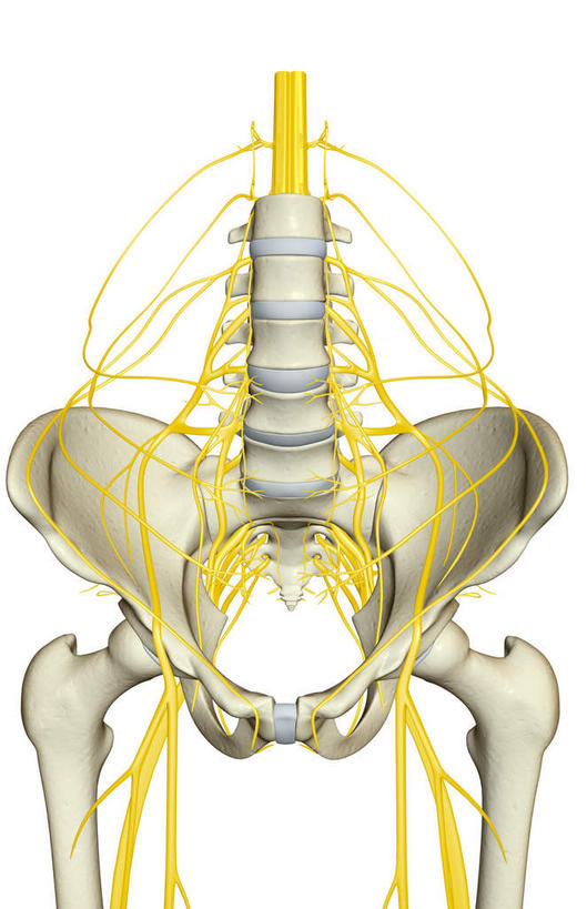 神经,动脉,静脉,骨骼,骨盆,无人,竖图,插画,x光片,室内,特写,白天,白色背景,正面,数码,科技,静物,阴影,辐射,科学,网络,医学,骨头,高光,几何,计算机图形,合成,图画,画,模型,人体,电脑合成图,数码合成图,骨架,医疗,生物学,科学技术,x射线,x光,漫画,生理学,写实,具体,具象,股神经,隐神经,彩图,电磁波,电磁辐射