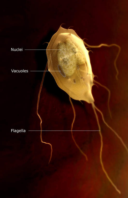 无人,竖图,插画,室内,白天,正面,数码,科技,阴影,黑色背景,微小,网络,细菌,高光,几何,计算机图形,合成,图画,画,动物,电脑合成图,数码合成图,漫画,病菌,写实,具体,具象,传染,寄生,寄生虫,贾第虫,彩图,微弱