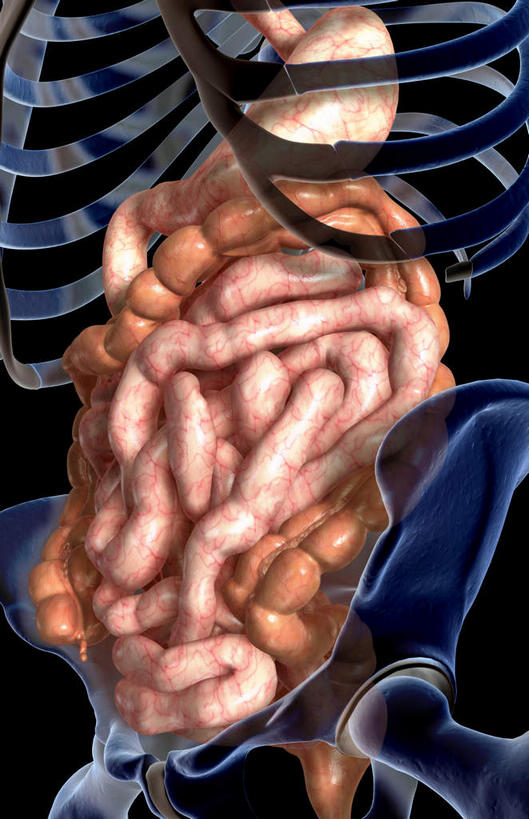 内脏,胰腺,脾,肠,肾脏,动脉,静脉,血管,十二指肠,无人,竖图,插画,室内,白天,正面,数码,科技,静物,阴影,黑色背景,网络,医学,高光,几何,计算机图形,合成,图画,画,模型,人体,电脑合成图,数码合成图,生物学,人体器官,器官,漫画,生理学,写实,具体,具象,肾上腺,消化器官,大肠,盲肠,脾脏,小肠,直肠,彩图,消化系统