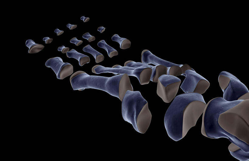 动脉,静脉,骨骼,无人,横图,插画,x光片,室内,白天,正面,数码,科技,静物,一排,阴影,黑色背景,整齐,发光,辐射,科学,网络,医学,骨头,高光,几何,计算机图形,合成,图画,画,排列,紫色,模型,人体,电脑合成图,数码合成图,骨架,医疗,生物学,科学技术,x射线,队列,x光,漫画,生理学,写实,具体,具象,手舟骨,跖骨,彩图,电磁波,电磁辐射