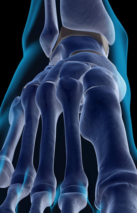 腿部,脚,脚趾,脚趾甲,动脉,静脉,骨骼,腿,无人,竖图,插画,x光片,室内,白天,正面,数码,科技,静物,阴影,黑色背景,辐射,科学,网络,医学,骨头,高光,几何,计算机图形,合成,图画,画,模型,人体,电脑合成图,数码合成图,骨架,医疗,生物学,科学技术,x射线,x光,漫画,生理学,写实,具体,具象,手舟骨,跖骨,脚指甲,彩图,电磁波,电磁辐射