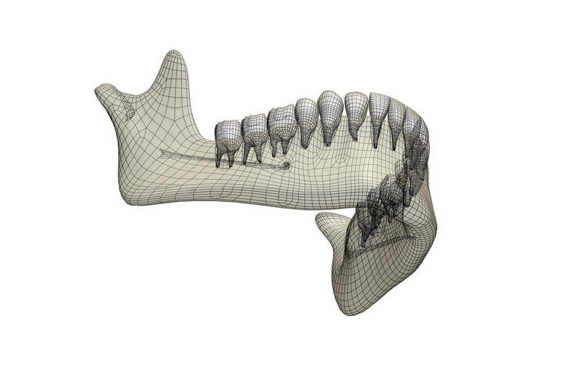 动脉,静脉,骨骼,无人,横图,插画,x光片,室内,特写,白天,白色背景,正面,数码,科技,静物,阴影,辐射,科学,网络,医学,骨头,高光,几何,计算机图形,合成,图画,画,模型,人体,电脑合成图,数码合成图,骨架,医疗,生物学,科学技术,x射线,x光,漫画,生理学,写实,具体,具象,颚骨,彩图,电磁波,电磁辐射