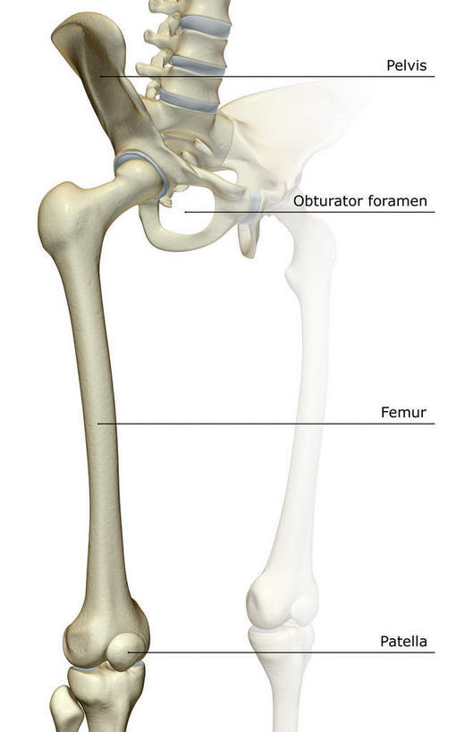 动脉,静脉,骨骼,骨盆,无人,竖图,插画,x光片,室内,白天,白色背景,正面,数码,科技,静物,阴影,辐射,科学,网络,医学,英文,标志,文字,字符,字母,骨头,高光,几何,计算机图形,合成,图画,标识,画,模型,解说,人体,说明,英文字母,电脑合成图,数码合成图,骨架,医疗,生物学,科学技术,x射线,x光,漫画,生理学,写实,具体,具象,髋骨,阐明,申明,注解,注明,盆腔,彩图,电磁波,电磁辐射