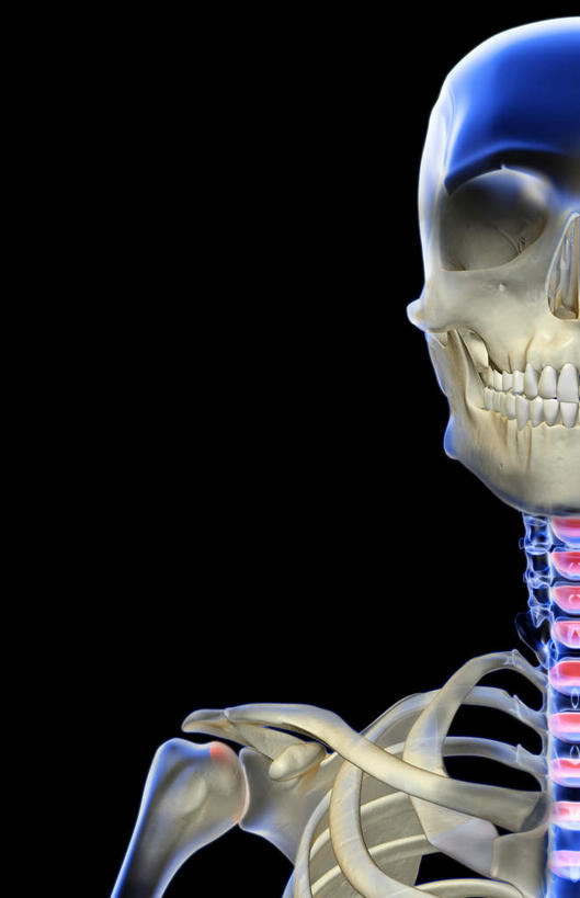 锁骨,肩胛骨,动脉,静脉,骨骼,无人,竖图,插画,x光片,室内,特写,白天,正面,数码,科技,静物,阴影,黑色背景,辐射,科学,网络,医学,骨头,高光,几何,计算机图形,合成,图画,画,模型,人体,电脑合成图,数码合成图,骨架,医疗,生物学,科学技术,x射线,x光,漫画,生理学,写实,具体,具象,颚骨,肩部,颈部,彩图,电磁波,电磁辐射