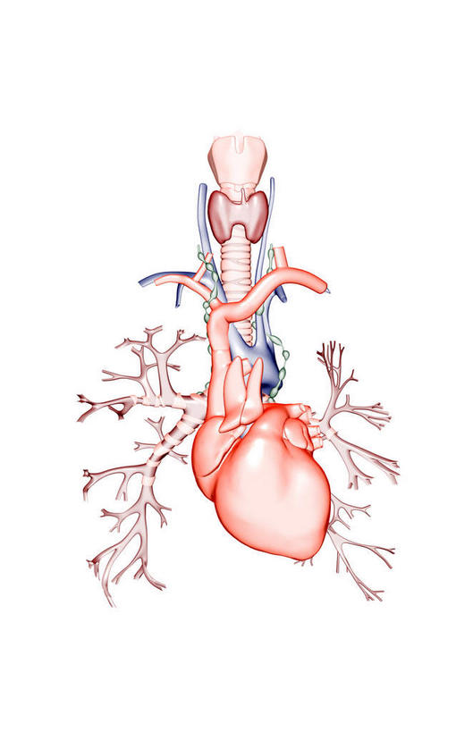 内脏,动脉,静脉,无人,竖图,室内,白天,白色背景,正面,数码,科技,静物,阴影,网络,医学,高光,几何,计算机图形,合成,红色,模型,人体,电脑合成图,数码合成图,生物学,人体器官,器官,支气管,生理学,写实,具体,具象,喉,胸腺,半身,彩图