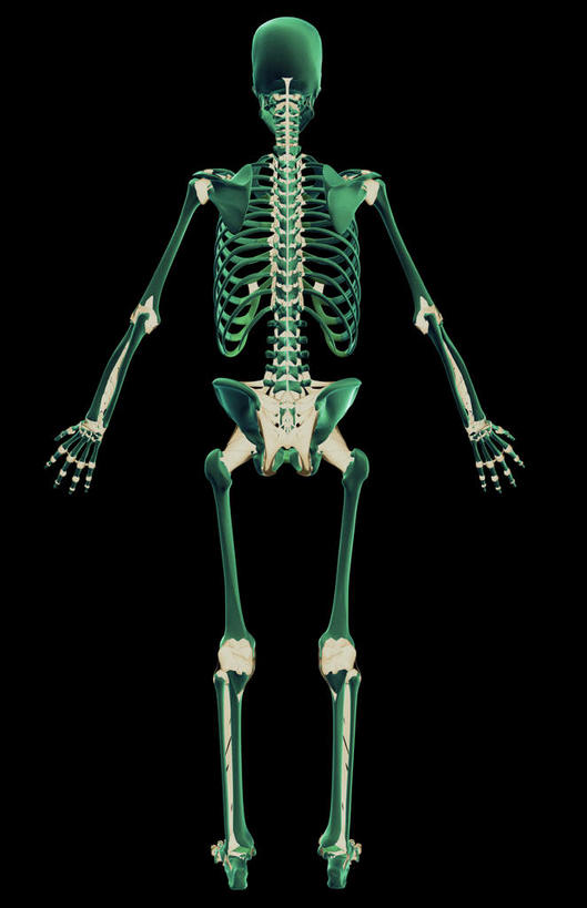 骨骼,无人,竖图,x光片,室内,白天,正面,数码,科技,阴影,黑色背景,发光,辐射,科学,网络,医学,骨头,高光,几何,计算机图形,合成,绿色,电脑合成图,数码合成图,骨架,医疗,科学技术,x射线,x光,韧带,写实,具体,具象,彩图,全身,电磁波,电磁辐射