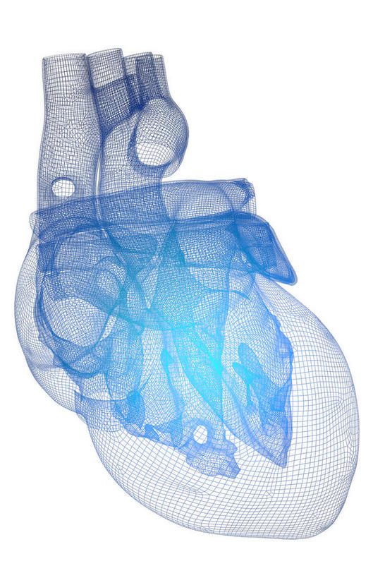 内脏,心脏,动脉,静脉,无人,竖图,插画,室内,白天,白色背景,正面,数码,科技,静物,阴影,发光,网络,医学,高光,几何,计算机图形,合成,图画,画,绿色,模型,人体,电脑合成图,数码合成图,生物学,人体器官,器官,漫画,左心房,心血管,心房,心室,生理学,写实,具体,具象,左心室,腔静脉,心,彩图