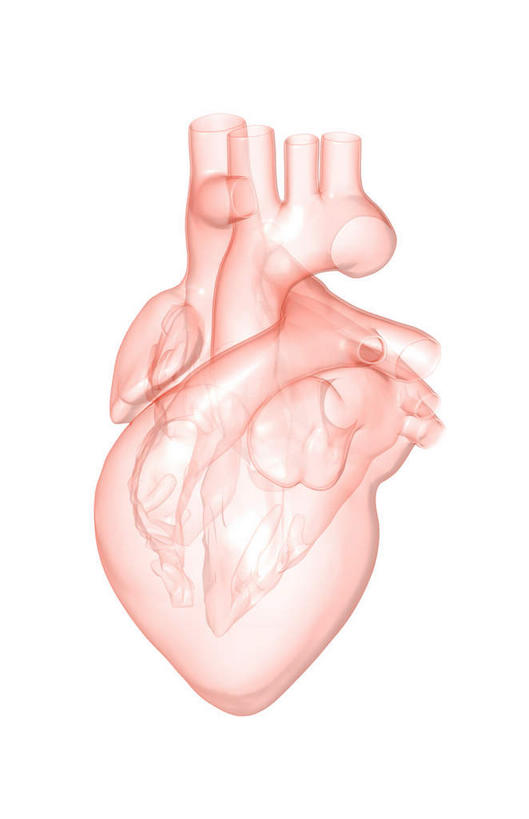 内脏,心脏,动脉,静脉,无人,竖图,插画,室内,白天,白色背景,正面,数码,科技,静物,阴影,网络,医学,高光,几何,计算机图形,合成,图画,画,红色,模型,人体,电脑合成图,数码合成图,生物学,人体器官,器官,漫画,左心房,心血管,心房,心室,生理学,写实,具体,具象,上腔静脉,左心室,心,彩图