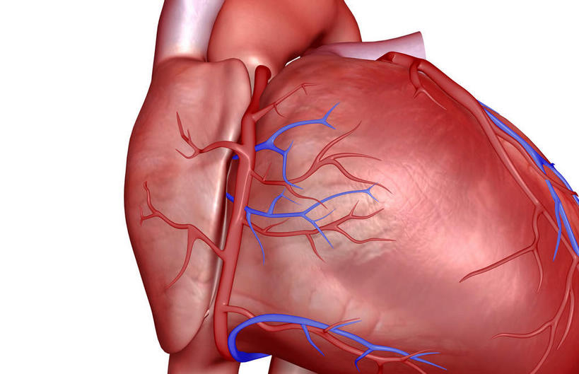 内脏,心脏,动脉,静脉,血管,无人,竖图,插画,室内,白天,白色背景,正面,数码,科技,静物,阴影,网络,医学,高光,几何,计算机图形,合成,图画,画,红色,模型,人体,电脑合成图,数码合成图,生物学,人体器官,器官,漫画,心血管,心房,心室,生理学,写实,具体,具象,肺动脉,肺静脉,冠状动脉,心,彩图