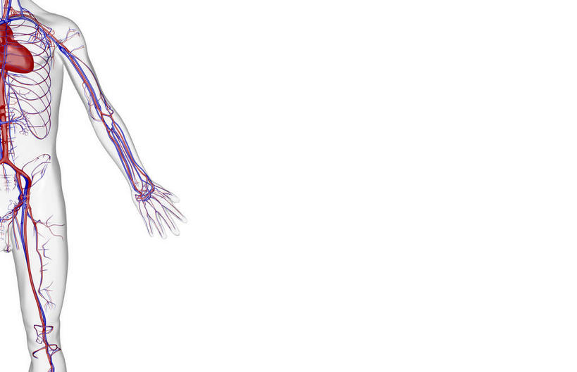 骨骼,无人,竖图,x光片,室内,白天,白色背景,正面,数码,科技,阴影,辐射,科学,网络,医学,骨头,高光,几何,计算机图形,合成,皮肤,电脑合成图,数码合成图,骨架,医疗,科学技术,x射线,x光,写实,具体,具象,肱骨,尺动脉,肱静脉,桡动脉,桡静脉,肘静脉,肱动脉,手臂,半身,彩图,电磁波,电磁辐射