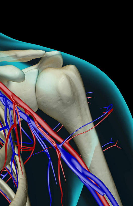 骨骼,关节,无人,竖图,x光片,室内,白天,正面,数码,科技,阴影,黑色背景,辐射,科学,网络,医学,骨头,高光,几何,计算机图形,合成,肩膀,皮肤,电脑合成图,数码合成图,骨架,医疗,科学技术,x射线,x光,写实,具体,具象,腋动脉,腋静脉,半身,彩图,电磁波,电磁辐射