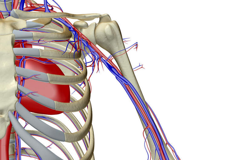 骨骼,关节,无人,横图,x光片,室内,白天,白色背景,正面,数码,科技,阴影,辐射,科学,网络,医学,骨头,高光,几何,计算机图形,合成,肩膀,皮肤,电脑合成图,数码合成图,骨架,医疗,科学技术,x射线,x光,写实,具体,具象,腋动脉,腋静脉,半身,彩图,电磁波,电磁辐射