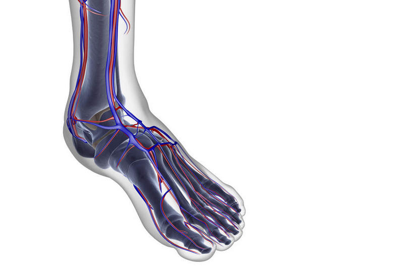 腿部,脚,脚趾,脚趾甲,骨骼,腿,无人,横图,x光片,室内,白天,白色背景,正面,数码,科技,阴影,辐射,科学,网络,医学,骨头,高光,几何,计算机图形,合成,皮肤,电脑合成图,数码合成图,骨架,医疗,科学技术,x射线,x光,写实,具体,具象,足背动脉,足背静脉,脚指甲,半身,彩图,电磁波,电磁辐射