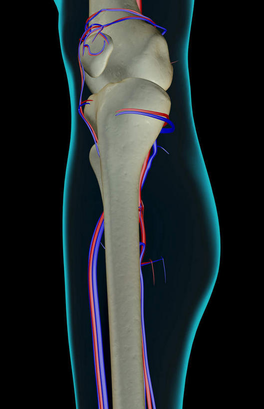 腿部,脚,脚趾,脚趾甲,骨骼,腿,无人,竖图,x光片,室内,白天,正面,数码,科技,阴影,黑色背景,辐射,科学,网络,医学,骨头,高光,几何,计算机图形,合成,皮肤,电脑合成图,数码合成图,骨架,医疗,科学技术,x射线,x光,写实,具体,具象,足背动脉,足背静脉,脚指甲,半身,彩图,电磁波,电磁辐射