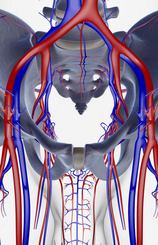 骨骼,骨盆,血管,无人,竖图,x光片,室内,白天,白色背景,正面,数码,科技,阴影,辐射,科学,网络,医学,骨头,高光,几何,计算机图形,合成,血液,皮肤,电脑合成图,数码合成图,骨架,医疗,科学技术,x射线,x光,写实,具体,具象,盆腔,半身,彩图,电磁波,电磁辐射