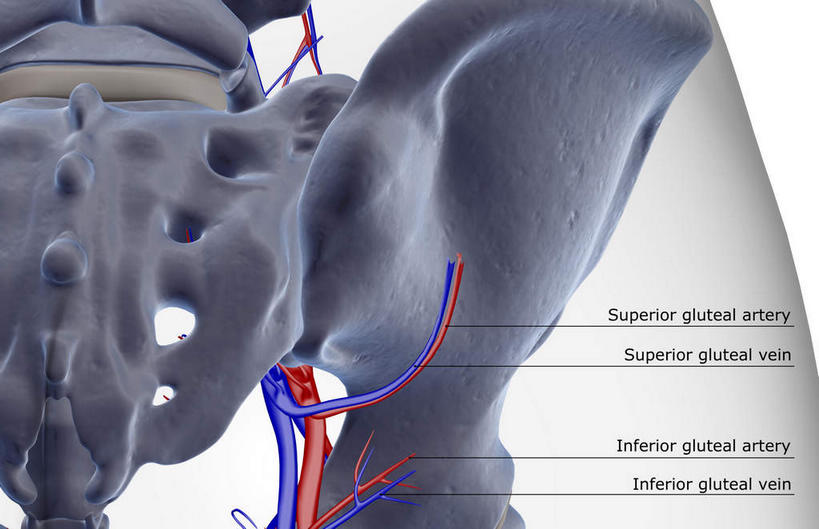 骨骼,无人,横图,x光片,室内,白天,白色背景,正面,数码,科技,阴影,辐射,科学,网络,医学,英文,标志,文字,字符,字母,骨头,高光,几何,计算机图形,合成,标识,解说,说明,英文字母,电脑合成图,数码合成图,骨架,医疗,科学技术,x射线,x光,写实,具体,具象,阐明,申明,注解,注明,臀围,半身,彩图,电磁波,电磁辐射