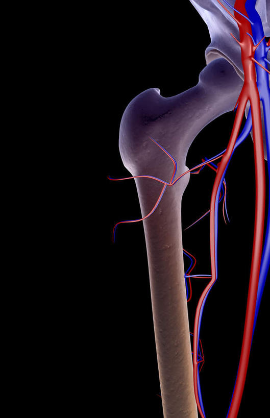 骨骼,无人,竖图,x光片,室内,白天,正面,数码,科技,阴影,黑色背景,辐射,科学,网络,医学,骨头,高光,几何,计算机图形,合成,皮肤,电脑合成图,数码合成图,骨架,医疗,科学技术,x射线,x光,写实,具体,具象,髂动脉,髂静脉,髂内静脉,髂外动脉,髂外静脉,半身,彩图,电磁波,电磁辐射