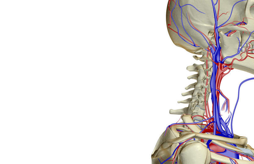 脖子,骨骼,无人,横图,x光片,室内,白天,白色背景,正面,数码,科技,阴影,辐射,科学,网络,医学,骨头,高光,几何,计算机图形,合成,电脑合成图,数码合成图,骨架,医疗,科学技术,x射线,x光,写实,具体,具象,颈静脉,颈内动脉,颈内静脉,颞动脉,脖,颈,颈部,半身,彩图,电磁波,电磁辐射