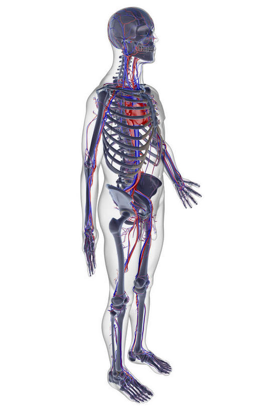 动脉,静脉,骨骼,无人,竖图,x光片,室内,白天,白色背景,正面,数码,科技,阴影,辐射,科学,网络,医学,骨头,高光,几何,计算机图形,合成,血液,皮肤,电脑合成图,数码合成图,骨架,医疗,科学技术,x射线,x光,写实,具体,具象,血管系统,半身,彩图,全身,电磁波,电磁辐射