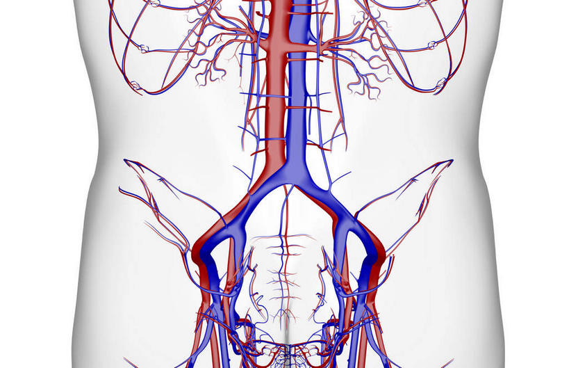 骨骼,血管,无人,横图,x光片,室内,白天,白色背景,正面,数码,科技,阴影,辐射,科学,网络,医学,骨头,高光,几何,计算机图形,合成,皮肤,电脑合成图,数码合成图,骨架,医疗,科学技术,x射线,x光,写实,具体,具象,肾动脉,肾静脉,肾,腰部,半身,彩图,电磁波,电磁辐射