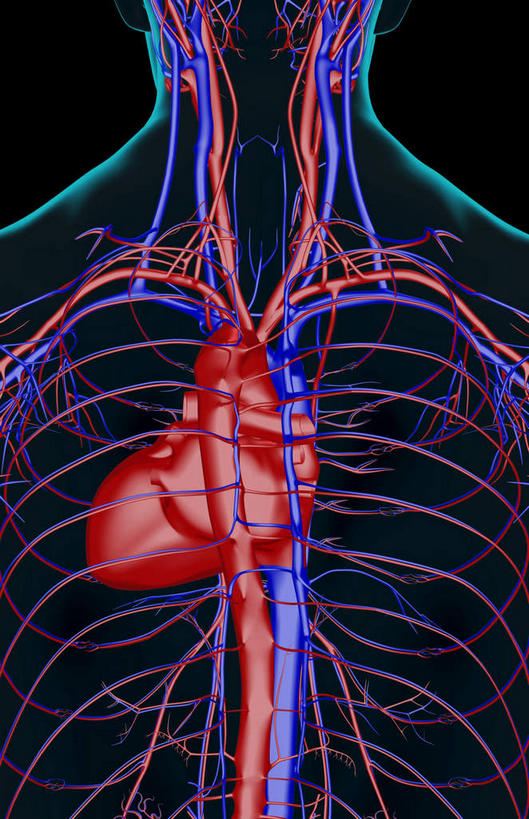 骨骼,血管,无人,横图,x光片,室内,白天,正面,数码,科技,阴影,黑色背景,辐射,科学,网络,医学,骨头,高光,几何,计算机图形,合成,皮肤,电脑合成图,数码合成图,骨架,医疗,科学技术,x射线,x光,写实,具体,具象,肋间动脉,肋间静脉,半身,彩图,电磁波,电磁辐射