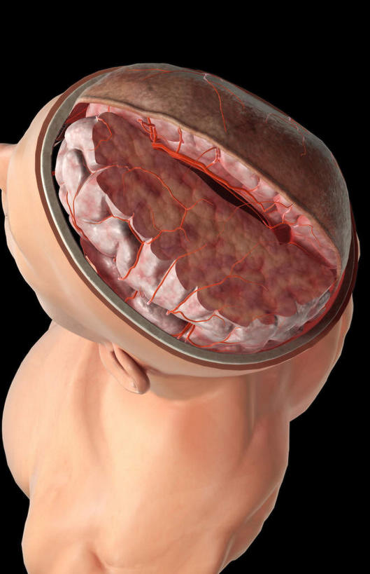 动脉,骨骼,血管,无人,横图,x光片,室内,白天,正面,数码,科技,大脑,阴影,黑色背景,辐射,科学,网络,医学,骨头,高光,几何,计算机图形,合成,皮肤,电脑合成图,数码合成图,骨架,医疗,科学技术,x射线,器官,沟壑,x光,小脑,脑干,写实,具体,具象,大脑皮层,端脑,沟,灰质,回,间脑,脑动脉,彩图,脑膜,电磁波,电磁辐射