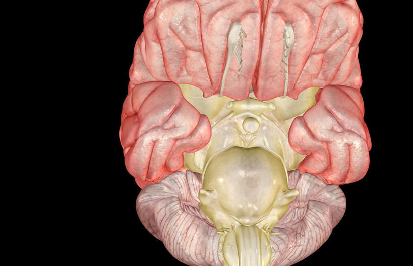 骨骼,无人,横图,x光片,室内,白天,正面,数码,科技,大脑,阴影,黑色背景,辐射,科学,网络,医学,骨头,高光,几何,计算机图形,合成,电脑合成图,数码合成图,骨架,医疗,科学技术,x射线,器官,沟壑,x光,小脑,脑干,写实,具体,具象,大脑皮层,端脑,沟,灰质,回,间脑,滑车神经,视交叉,动眼神经,彩图,电磁波,电磁辐射