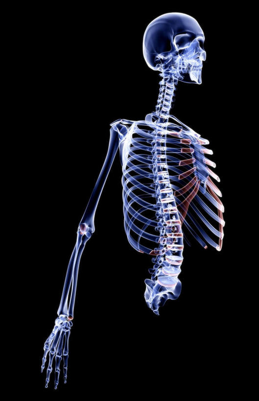 骨骼,无人,横图,x光片,室内,白天,正面,数码,科技,阴影,黑色背景,发光,辐射,科学,网络,医学,骨头,高光,几何,计算机图形,合成,蓝色,电脑合成图,数码合成图,骨架,医疗,科学技术,x射线,x光,呼吸道,写实,具体,具象,腰部,半身,彩图,电磁波,电磁辐射