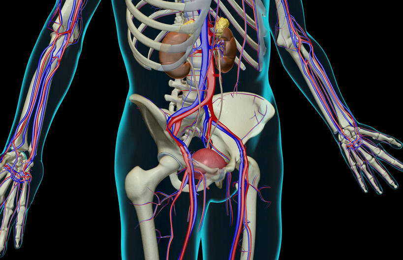 肾脏,骨骼,无人,横图,x光片,室内,白天,正面,数码,科技,阴影,黑色背景,辐射,科学,网络,医学,骨头,高光,几何,计算机图形,合成,皮肤,电脑合成图,数码合成图,骨架,医疗,科学技术,x射线,x光,泌尿系统,写实,具体,具象,半身,彩图,电磁波,电磁辐射
