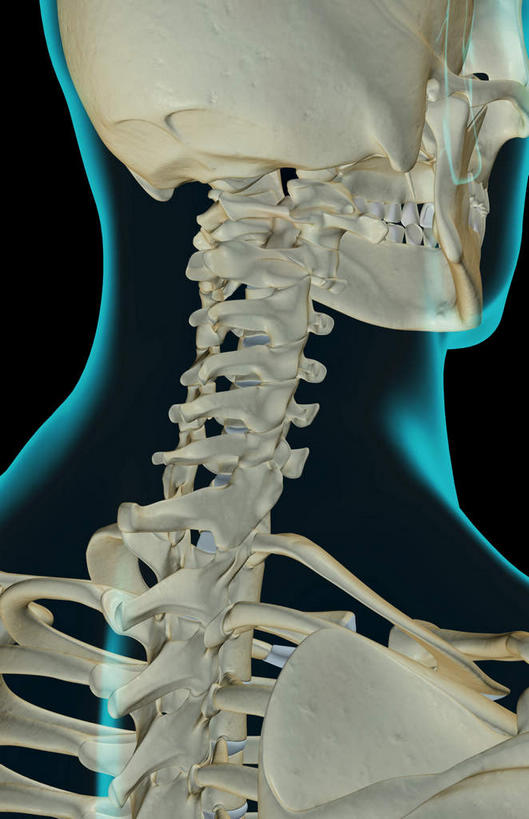 脖子,骨骼,无人,竖图,x光片,室内,白天,正面,数码,科技,阴影,黑色背景,辐射,科学,网络,医学,骨头,高光,几何,计算机图形,合成,皮肤,电脑合成图,数码合成图,骨架,医疗,科学技术,x射线,x光,写实,具体,具象,颚骨,脖,颈,颈部,半身,彩图,电磁波,电磁辐射