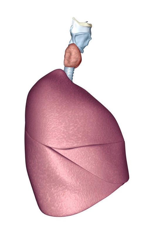 内脏,动脉,静脉,无人,竖图,插画,室内,白天,白色背景,正面,数码,科技,静物,阴影,网络,医学,高光,几何,计算机图形,合成,图画,画,红色,模型,人体,电脑合成图,数码合成图,生物学,人体器官,器官,漫画,生理学,写实,具体,具象,喉,甲状腺,呼吸系统,彩图