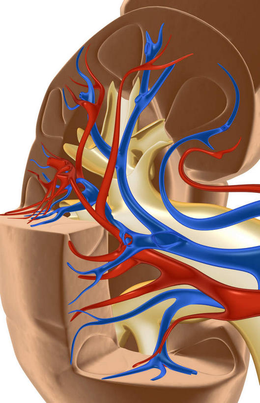 内脏,肾脏,动脉,静脉,血管,无人,竖图,室内,白天,白色背景,正面,静物,医学,红色,模型,人体,生物学,人体器官,器官,生理学,肾动脉,肾静脉,弓状动脉,段动脉,彩图