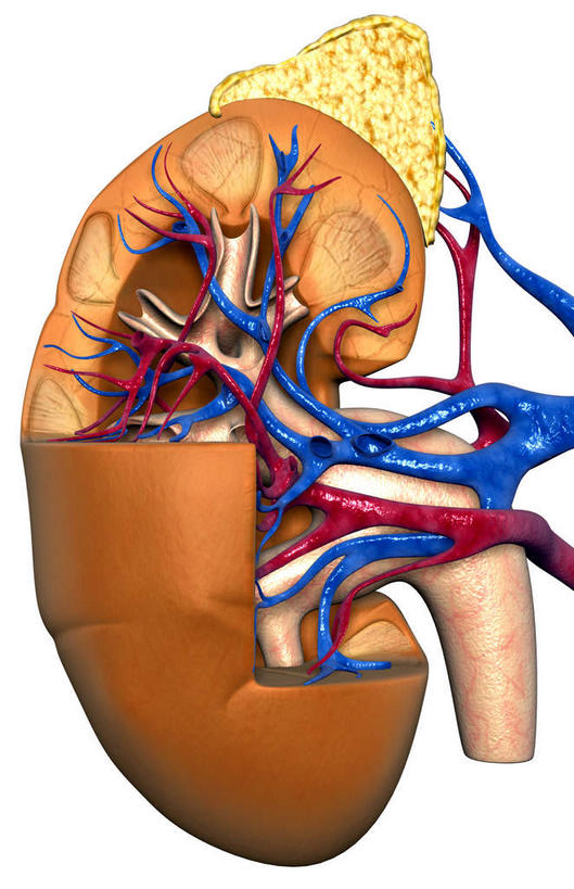 内脏,肾脏,动脉,静脉,血管,无人,竖图,插画,室内,白天,白色背景,正面,数码,科技,静物,阴影,网络,医学,高光,几何,计算机图形,合成,图画,画,红色,模型,血液,人体,电脑合成图,数码合成图,生物学,人体器官,器官,漫画,输尿管,生理学,写实,具体,具象,肾动脉,肾静脉,弓状动脉,段动脉,彩图