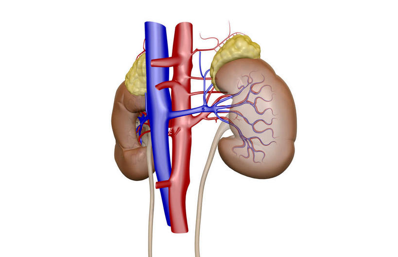 内脏,肾脏,动脉,静脉,血管,无人,竖图,插画,室内,白天,白色背景,正面,数码,科技,静物,阴影,网络,医学,高光,几何,计算机图形,合成,图画,画,红色,模型,血液,人体,电脑合成图,数码合成图,生物学,人体器官,器官,漫画,输尿管,生理学,写实,具体,具象,肾上腺,肾静脉,降主动脉,彩图