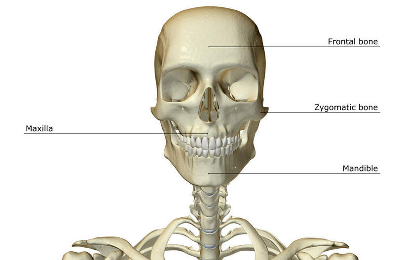 脸,头,脸颊,脖子,骨骼,无人,横图,x光片,室内,白天,白色背景,正面,数码,科技,阴影,辐射,科学,网络,医学,英文,标志,文字,字符,字母,骨头,高光,几何,计算机图形,合成,标识,解说,说明,英文字母,电脑合成图,数码合成图,骨架,医疗,科学技术,x射线,x光,写实,具体,具象,阐明,申明,注解,注明,颈椎骨,头部,脖,颈,颈部,脸部,脸蛋,面部,彩图,电磁波,电磁辐射