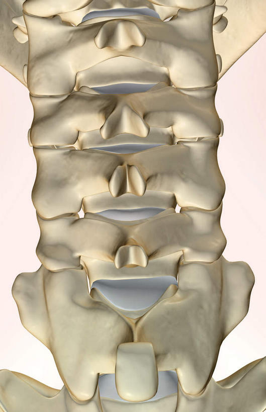 脖子,骨骼,无人,竖图,x光片,室内,白天,白色背景,正面,数码,科技,阴影,辐射,科学,网络,医学,骨头,高光,几何,计算机图形,合成,电脑合成图,数码合成图,骨架,医疗,科学技术,x射线,x光,写实,具体,具象,颈椎骨,脖,颈,颈部,彩图,电磁波,电磁辐射
